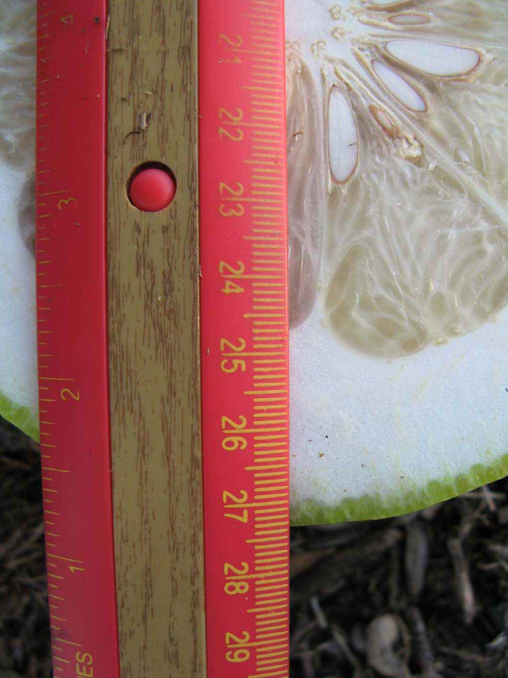              Fruit cross-section (Sha Tian You, Winter Haven,   FL)   